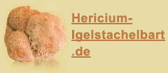 Hericium Igelstachelbart Pilz